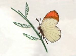Pale Felt-tip