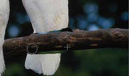Clone the tree branch