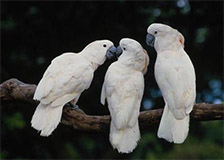 Original image