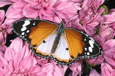 Draw an outline inside  the butterfly with the Keep Color pencil