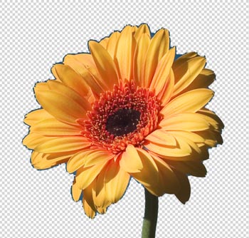 Result on a transparent background