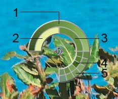 Color Ring