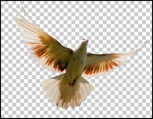 Bird on Transparent Background