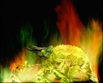 Chameleon Mode