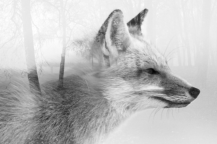 Double Exposure Effect