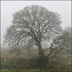 Image for Inserting into the Background