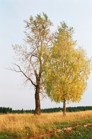 Background image for the collage: trees