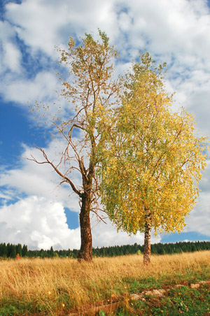 Composition of images