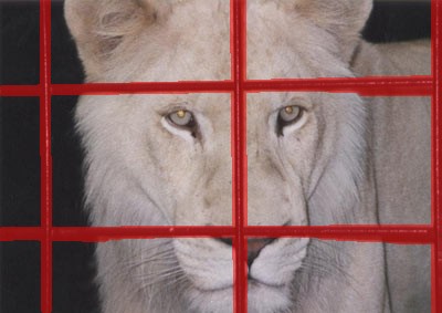 Selecting the Cage's Bars