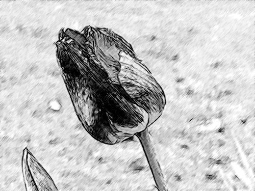 鉛筆画: 自動処理