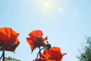 Sun Effect